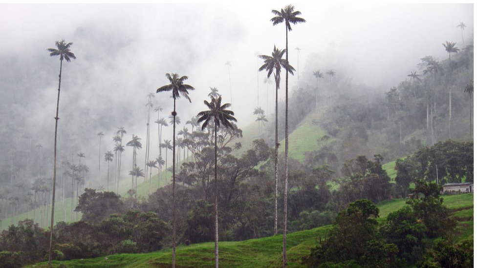 The Majesty of Palma de Cera A Symbol of Colombia’s Natural Heritage