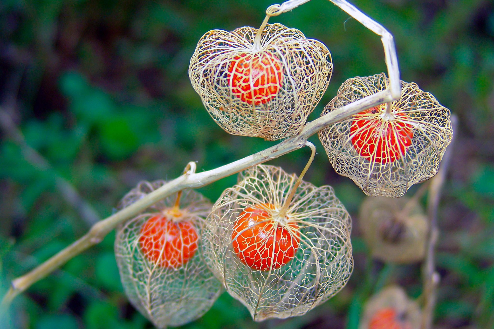 Chinese Lantern Plant